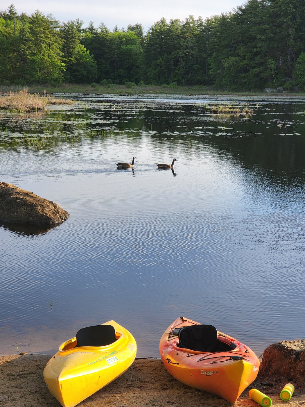 Two kayaks beside a wooded pond, with two geese swimming on the water