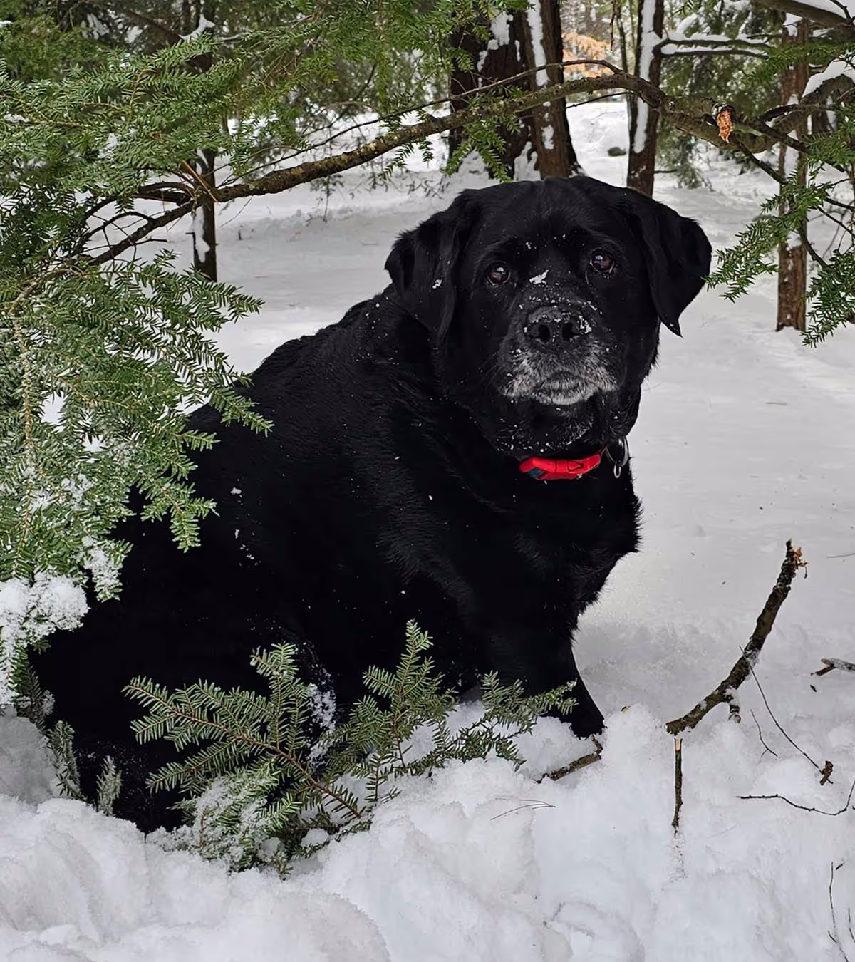 Phoenix outdoors in the snow