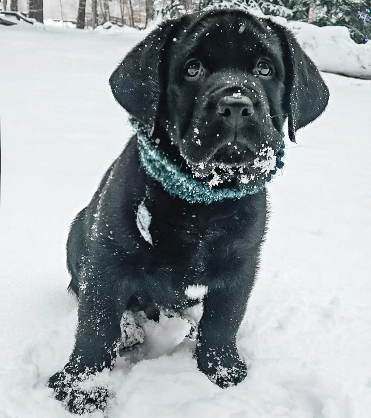 Summit sitting in the snow